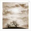 Trees and Cloudy Sky by Anonymous