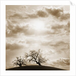 Trees and Cloudy Sky by Anonymous