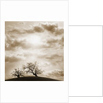 Trees and Cloudy Sky by Anonymous