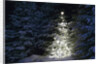 Illuminated Christmas Tree in Snow by Anonymous