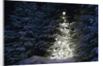 Illuminated Christmas Tree in Snow by Anonymous