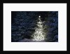 Illuminated Christmas Tree in Snow by Anonymous