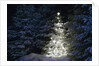 Illuminated Christmas Tree in Snow by Anonymous