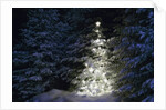 Illuminated Christmas Tree in Snow by Anonymous