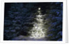 Illuminated Christmas Tree in Snow by Anonymous