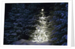Illuminated Christmas Tree in Snow by Anonymous