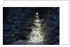 Illuminated Christmas Tree in Snow by Anonymous