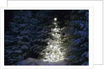 Illuminated Christmas Tree in Snow by Anonymous