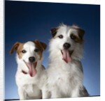 Two dogs sticking out their tongues by Anonymous