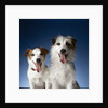 Two dogs sticking out their tongues by Anonymous