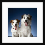 Two dogs sticking out their tongues by Anonymous
