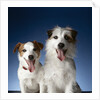 Two dogs sticking out their tongues by Anonymous