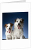 Two dogs sticking out their tongues by Anonymous