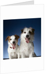 Two dogs sticking out their tongues by Anonymous