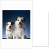 Two dogs sticking out their tongues by Anonymous