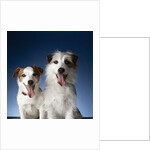 Two dogs sticking out their tongues by Anonymous