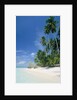 Beach with palms and clear sea, Malaysia, Mabul Island by Anonymous