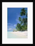 Beach with palms and clear sea, Malaysia, Mabul Island by Anonymous