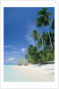 Beach with palms and clear sea, Malaysia, Mabul Island by Anonymous