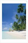 Beach with palms and clear sea, Malaysia, Mabul Island by Anonymous