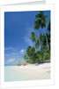 Beach with palms and clear sea, Malaysia, Mabul Island by Anonymous