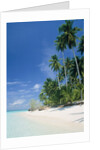 Beach with palms and clear sea, Malaysia, Mabul Island by Anonymous