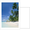 Beach with palms and clear sea, Malaysia, Mabul Island by Anonymous
