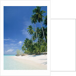 Beach with palms and clear sea, Malaysia, Mabul Island by Anonymous