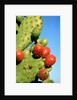Cactus, San Miguel de Allende, Guanajuato, Mexico by Anonymous