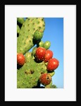 Cactus, San Miguel de Allende, Guanajuato, Mexico by Anonymous