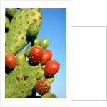 Cactus, San Miguel de Allende, Guanajuato, Mexico by Anonymous