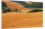 Italy, Tuscany, Crete Senesi by Anonymous