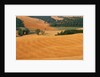 Italy, Tuscany, Crete Senesi by Anonymous