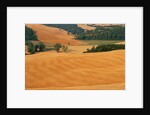 Italy, Tuscany, Crete Senesi by Anonymous