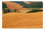 Italy, Tuscany, Crete Senesi by Anonymous
