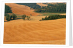 Italy, Tuscany, Crete Senesi by Anonymous