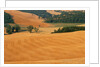 Italy, Tuscany, Crete Senesi by Anonymous