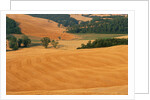 Italy, Tuscany, Crete Senesi by Anonymous
