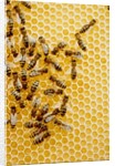 Bees on honeycomb by Anonymous