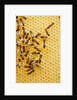 Bees on honeycomb by Anonymous