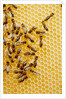 Bees on honeycomb by Anonymous