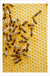 Bees on honeycomb by Anonymous