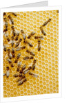 Bees on honeycomb by Anonymous
