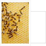 Bees on honeycomb by Anonymous