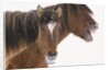 Mustang Yawning by Anonymous