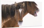 Mustang Yawning by Anonymous
