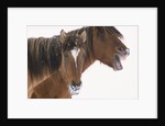 Mustang Yawning by Anonymous