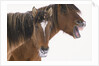 Mustang Yawning by Anonymous