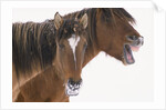 Mustang Yawning by Anonymous