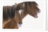Mustang Yawning by Anonymous